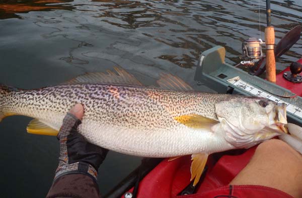 Spring offers the best shot at big weakfish