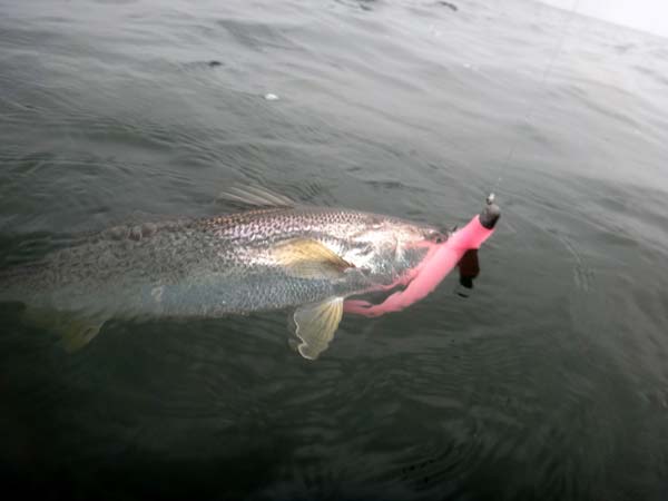 Tiderunners have a weakness for pink lures