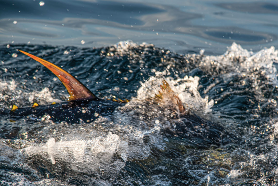yellowfin splashing on surface