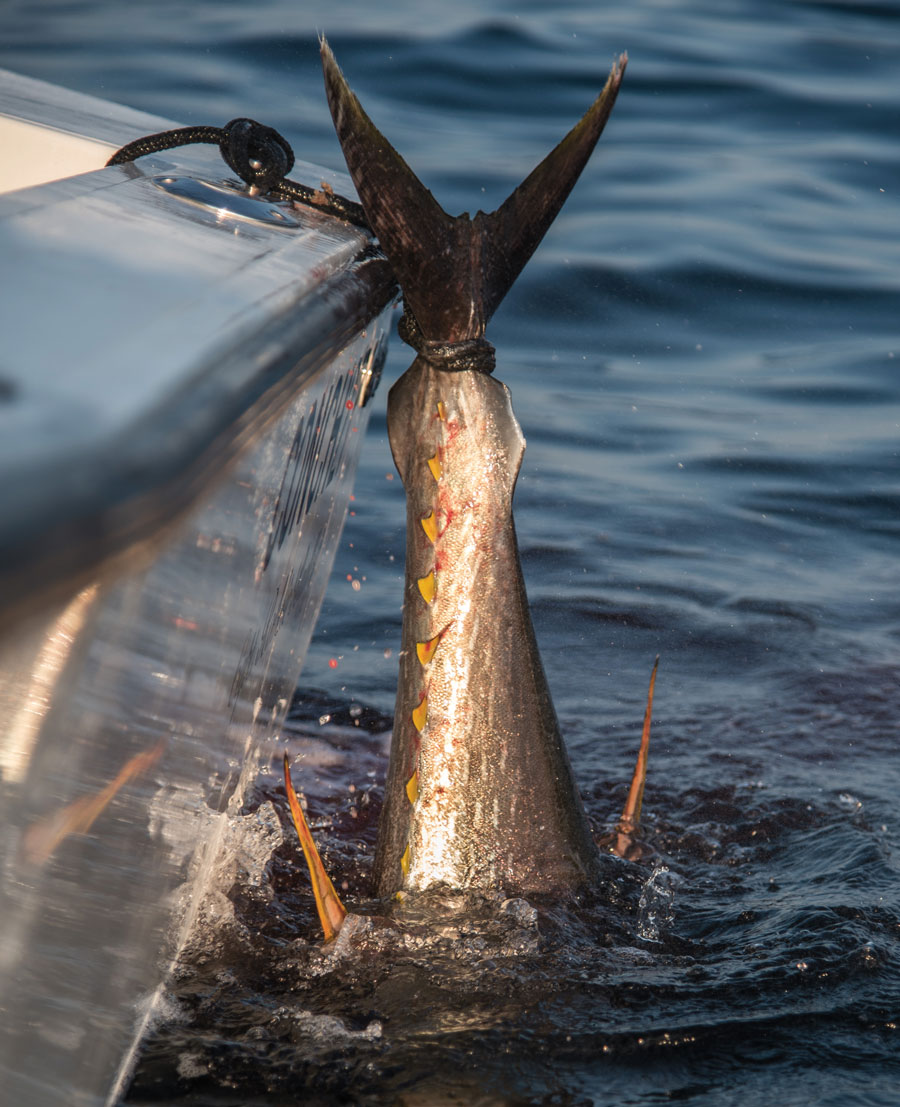 yellowfin on a tail rope