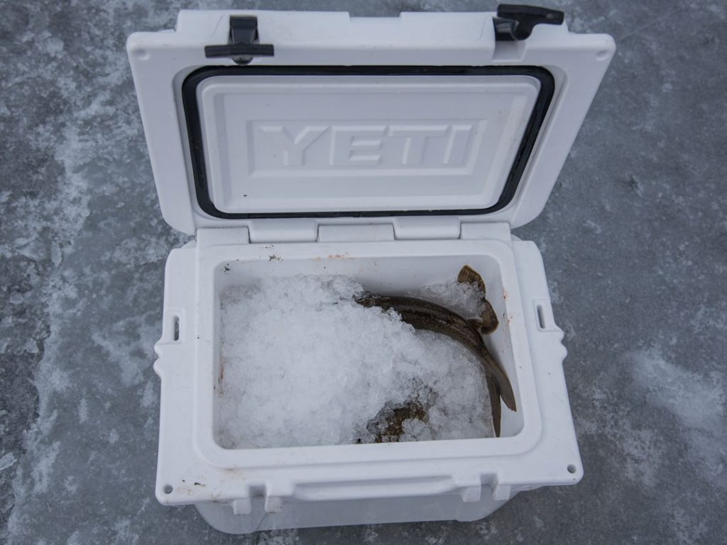 Yeti with lake trout